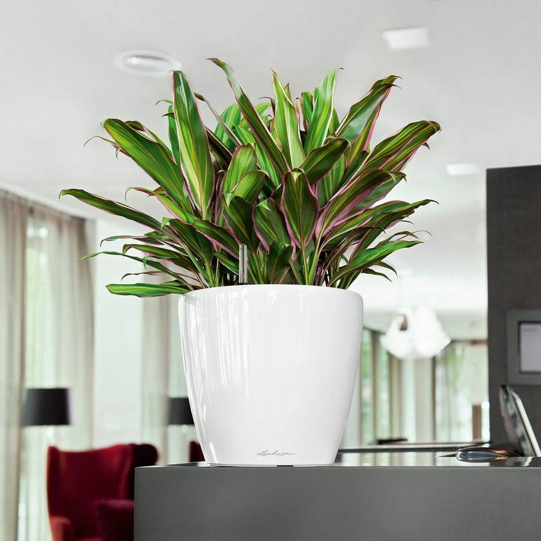 le_classico-ls28_product_addi_01